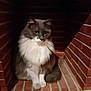 cat, gray_cat, white_fur, fluffy, sitting, brick_nook, indoor, pet, feline, quiet, cozy, pensive, animal, whiskers, ears, tail, floor, wall, portrait, domestic