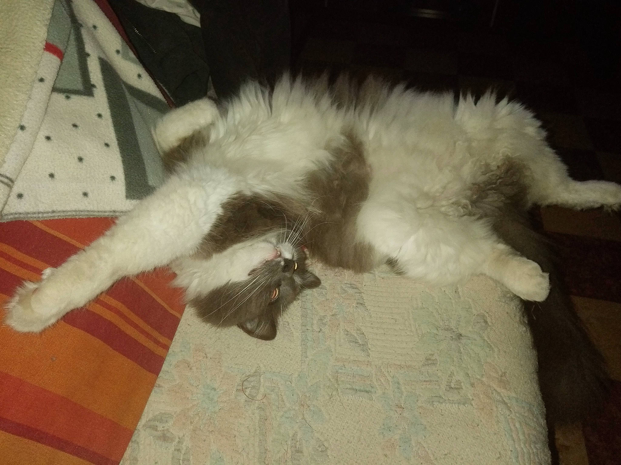 Lanka participe au concours pour gagner de l'argent avec cette photo : carnivore, cat, claw, comfort, domestic_short_haired_cat, felidae, flooring, fur, hardwood, paw, small_to_medium_sized_cats, tail, whiskers, wood, wood_flooring