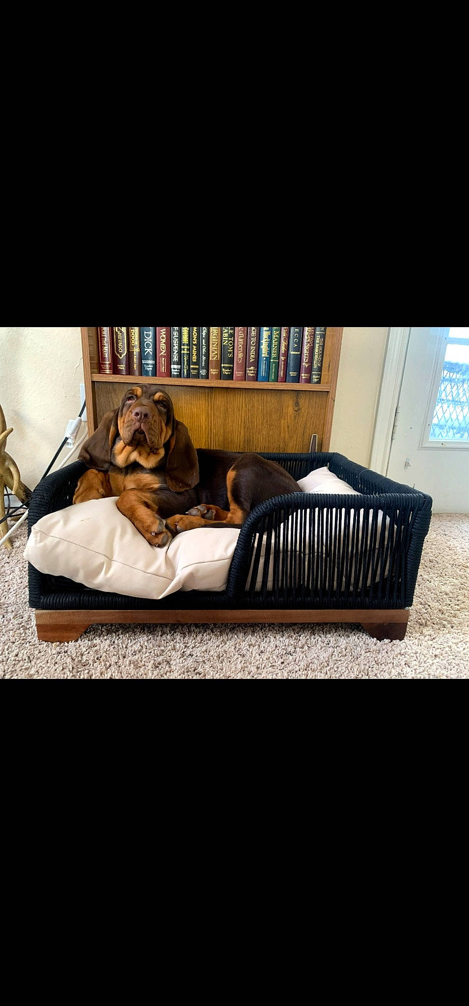 Dale is registered to the contest to win money with this photo: bag, carnivore, comfort, companion_dog, couch, dog, dog_breed, dog_supply, fawn, flooring, fur, hardwood, linens, pet_supply, rectangle, room, studio_couch, tints_and_shades, toy_dog, wood