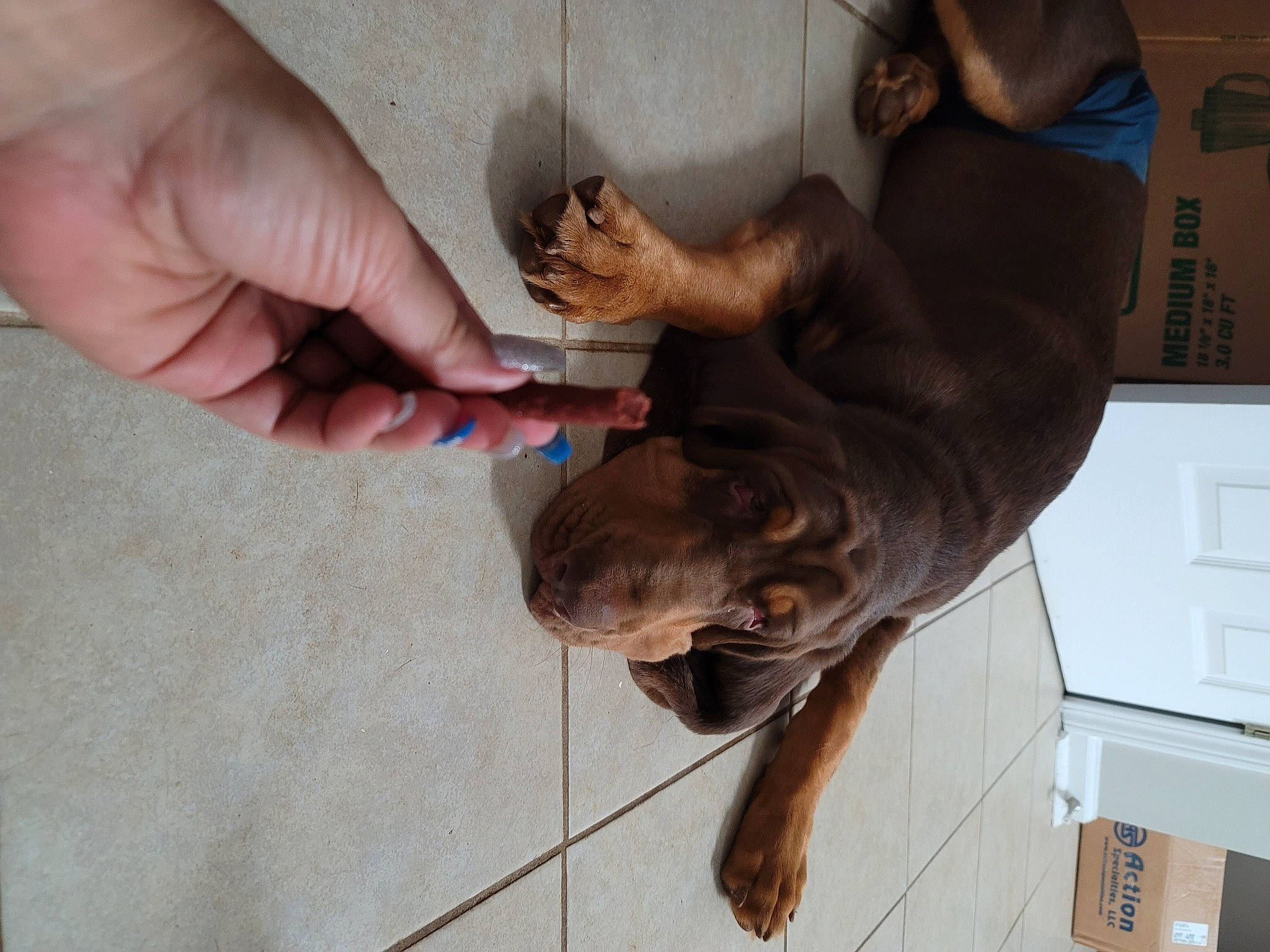 Dale joined the competition — help win amazing prizes! cabinetry, carnivore, chest_of_drawers, companion_dog, dog, dog_breed, drawer, dresser, fawn, fur, gesture, hand, jaw, light_switch, liver, peripheral, snout, sporting_group, thumb, working_animal