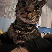 Callie joined the competition — help win amazing prizes! cat, tabby, close_up, indoor, bedroom, poster, anime, curious, wide_eyes, feline, pet, domestic_animal, whiskers, fur, face, collar, human_hand, curtain, colorful, wall