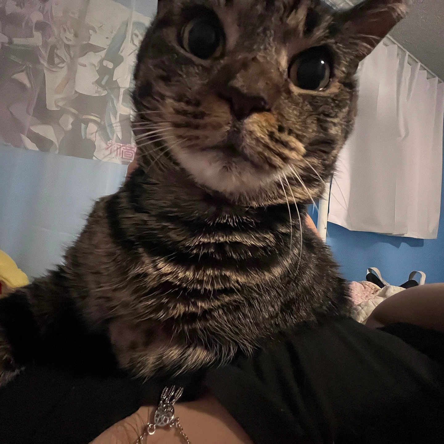 Callie