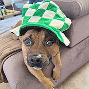 Never participe au concours pour gagner de l'argent avec cette photo : blanket, canine, checkered, couch, cozy, cute, dog, domestic_animal, ears, eyes, face, fur, green, indoor, living_room, nose, paws, pet, relaxed, white