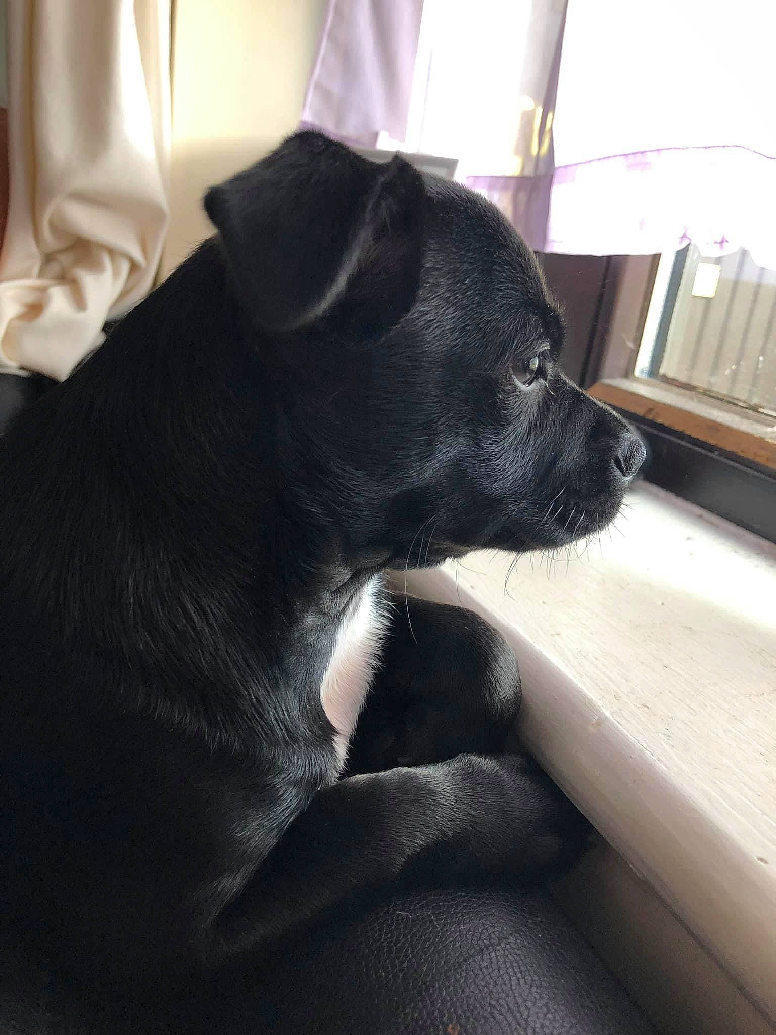 Flo joined the competition — help win amazing prizes! black, borador, canidae, carnivore, companion_dog, dog, dog_breed, mammal, non_sporting_group, patterdale_terrier, puppy, snout, sporting_group, whiskers