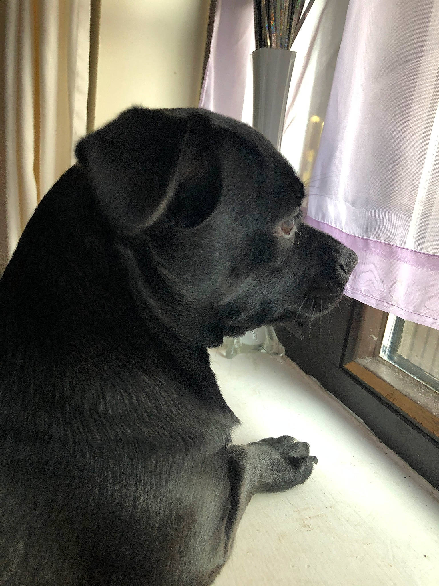 Flo joined the competition — help win amazing prizes! borador, canidae, carnivore, companion_dog, dog, dog_breed, fawn, guard_dog, labrador_retriever, patterdale_terrier, pug, puggle, puppy, snout, sporting_group