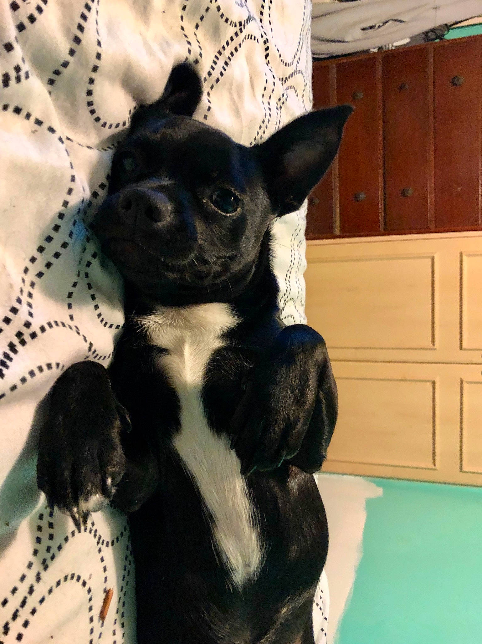 Flo is registered to the contest to win money with this photo: boston_terrier, canidae, carnivore, companion_dog, dog, dog_breed, fawn, french_bulldog, mammal, non_sporting_group, puppy, snout, toy_dog, vertebrate