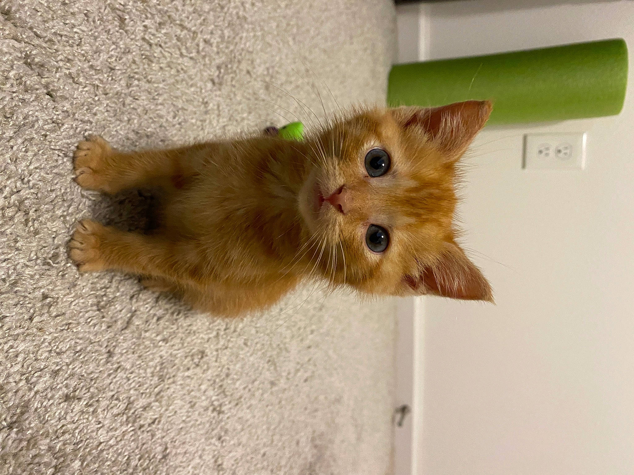 Anakin joined the competition — help win amazing prizes! carnivore, cat, claw, domestic_short_haired_cat, fawn, felidae, fur, paw, small_to_medium_sized_cats, snout, tail, whiskers, wood