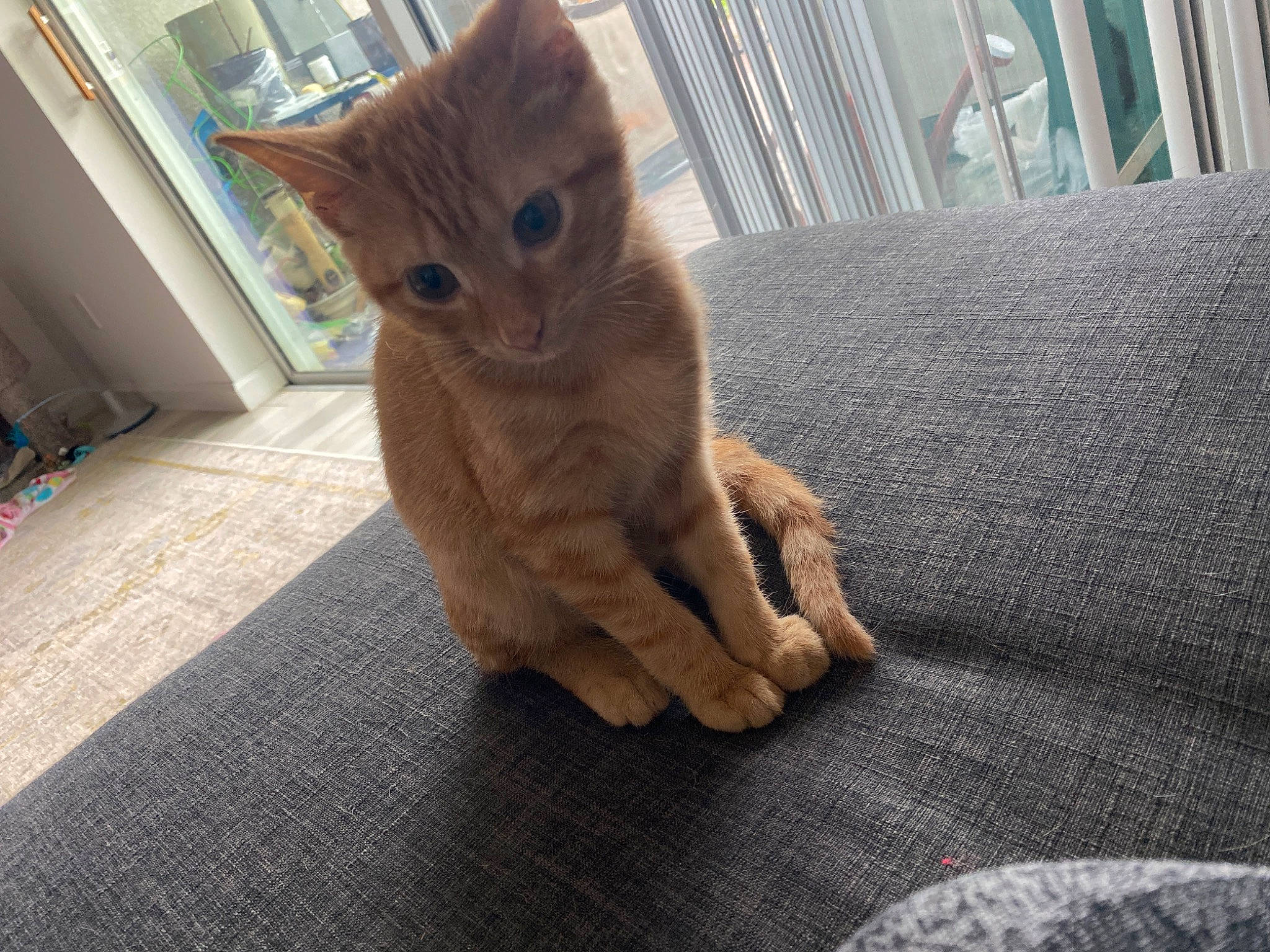 Anakin is registered to the contest to win money with this photo: carnivore, cat, claw, comfort, domestic_short_haired_cat, eye, fawn, felidae, flooring, foot, fur, hardwood, human_leg, paw, small_to_medium_sized_cats, snout, tail, whiskers, window, wood