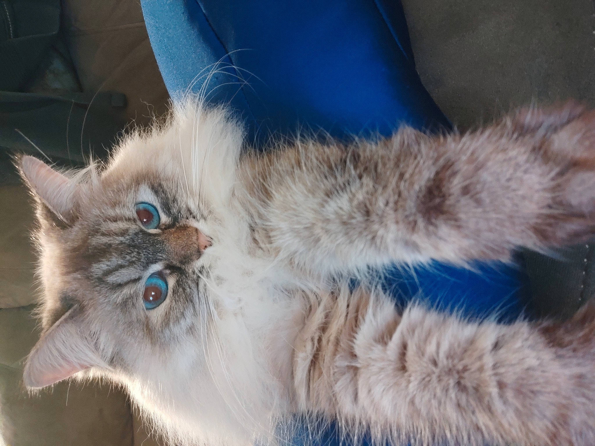 Pomme a rejoint le concours — aidez-le/la à gagner de superbes lots ! british_longhair, carnivore, cat, claw, domestic_short_haired_cat, electric_blue, eye, felidae, fur, iris, paw, persian, small_to_medium_sized_cats, snout, tail, terrestrial_animal, whiskers