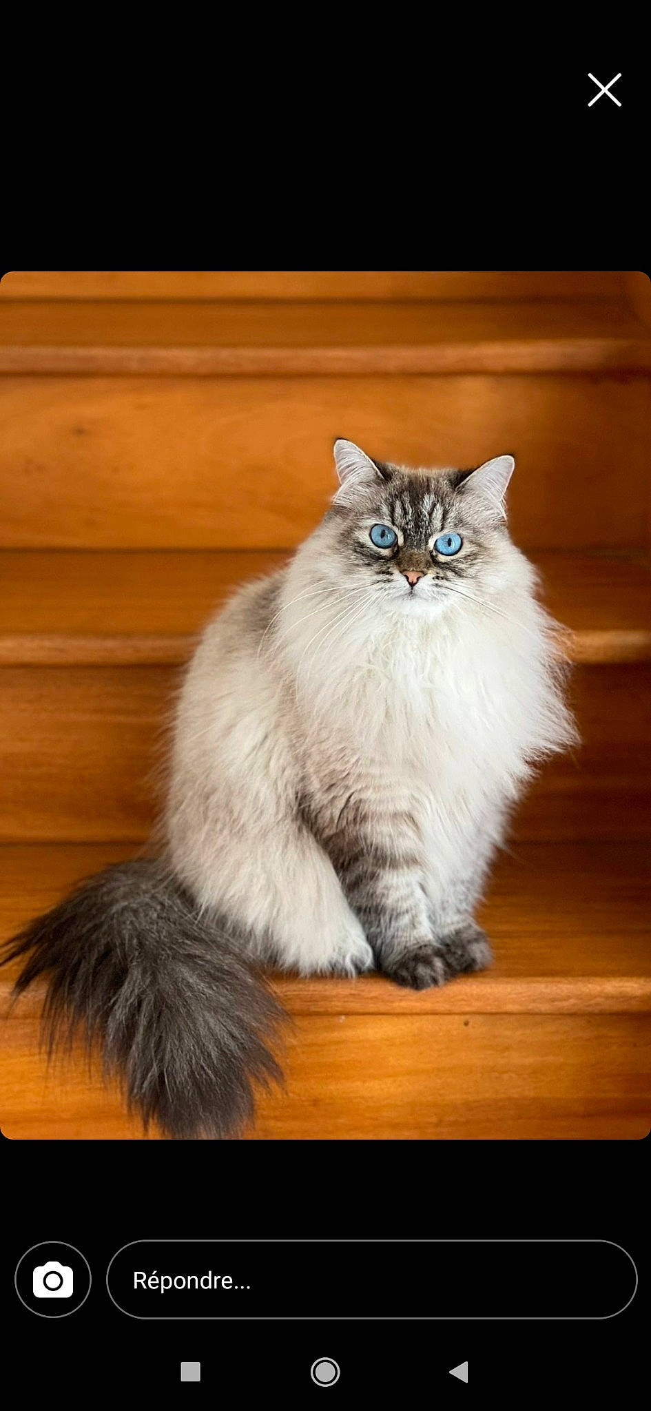 Pomme participe au concours pour gagner de l'argent avec cette photo : british_longhair, carnivore, cat, claw, fawn, felidae, flooring, fur, hardwood, paw, persian, sitting, small_to_medium_sized_cats, snout, tail, terrestrial_animal, varnish, whiskers, wood, wood_flooring