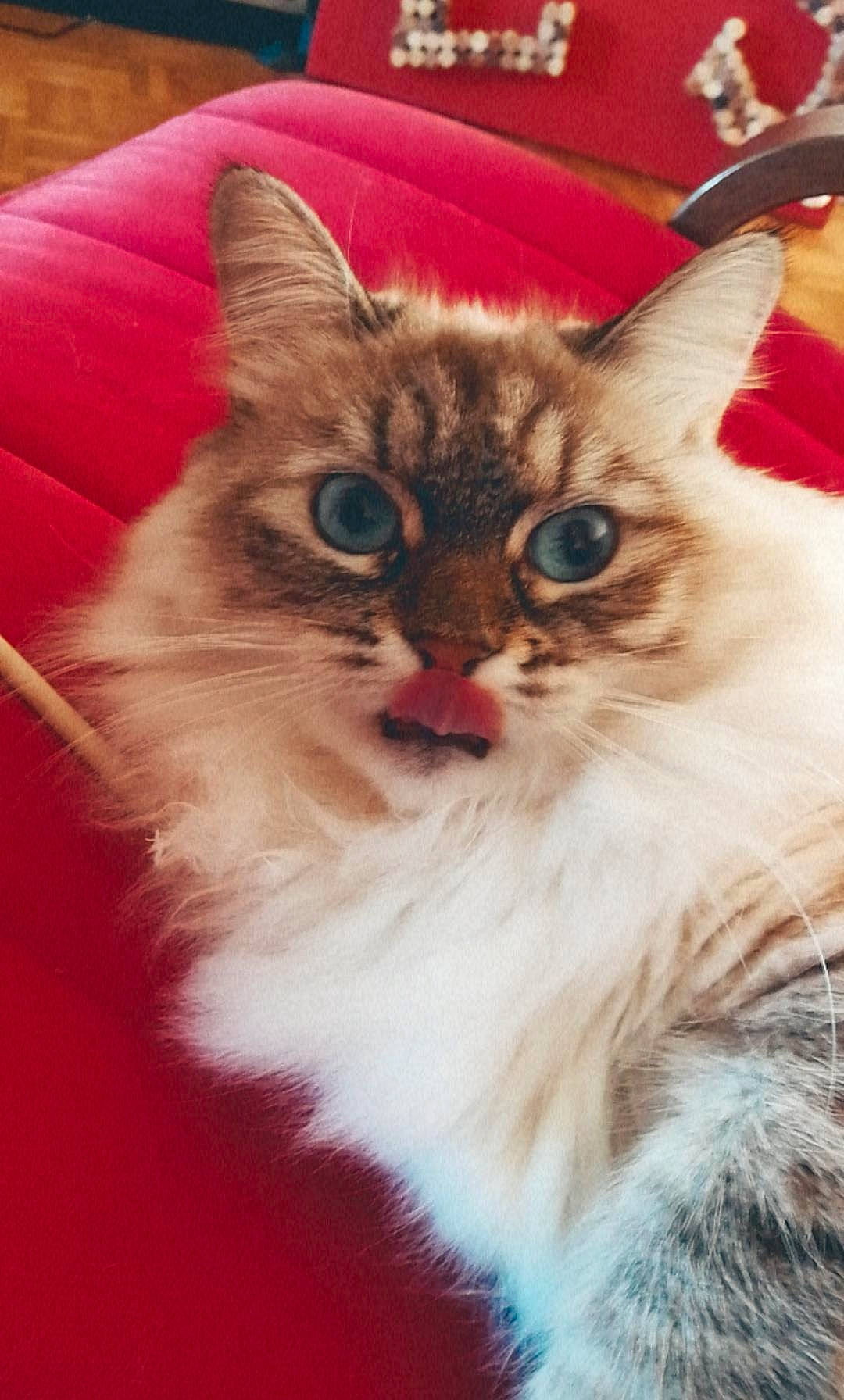 Pomme participe au concours pour gagner de l'argent avec cette photo : carnivore, cat, claw, domestic_short_haired_cat, event, fawn, felidae, fur, paw, photo_caption, plant, small_to_medium_sized_cats, snout, tail, whiskers, window