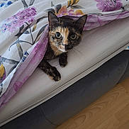 Kitka joined the competition — help win amazing prizes! cat, tortoiseshell_cat, bed, blanket, floral_pattern, curious, indoor, pet, feline, resting, cozy, fur, eyes, paw, wooden_floor, home, comfort, cute, animal, sleepy