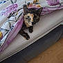cat, tortoiseshell_cat, bed, blanket, floral_pattern, curious, indoor, pet, feline, resting, cozy, fur, eyes, paw, wooden_floor, home, comfort, cute, animal, sleepy