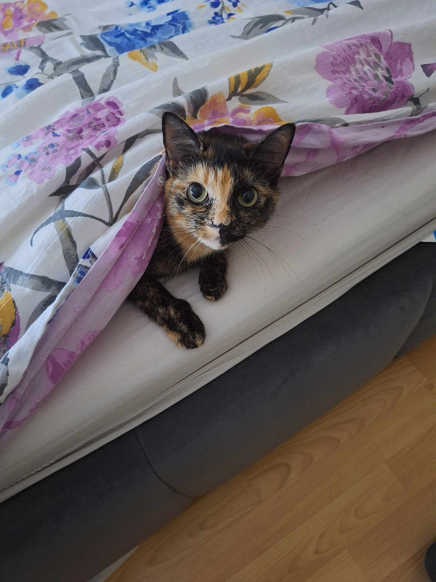 Kitka