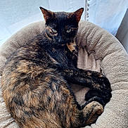 Rebel joined the competition — help win amazing prizes! cat, tortoiseshell_cat, pet_bed, cozy, indoor, curled_up, feline, fur, resting, window, curtains, soft_light, relaxation, animal, cute, sleepy, domestic_cat, fluffy, comfort, home
