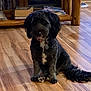 dog, black_dog, pet, indoor, wooden_floor, toy, pink_toy, furniture, wooden_table, books, flooring, curly_fur, collar, tag, tail, sitting, cozy, home, living_room, animal