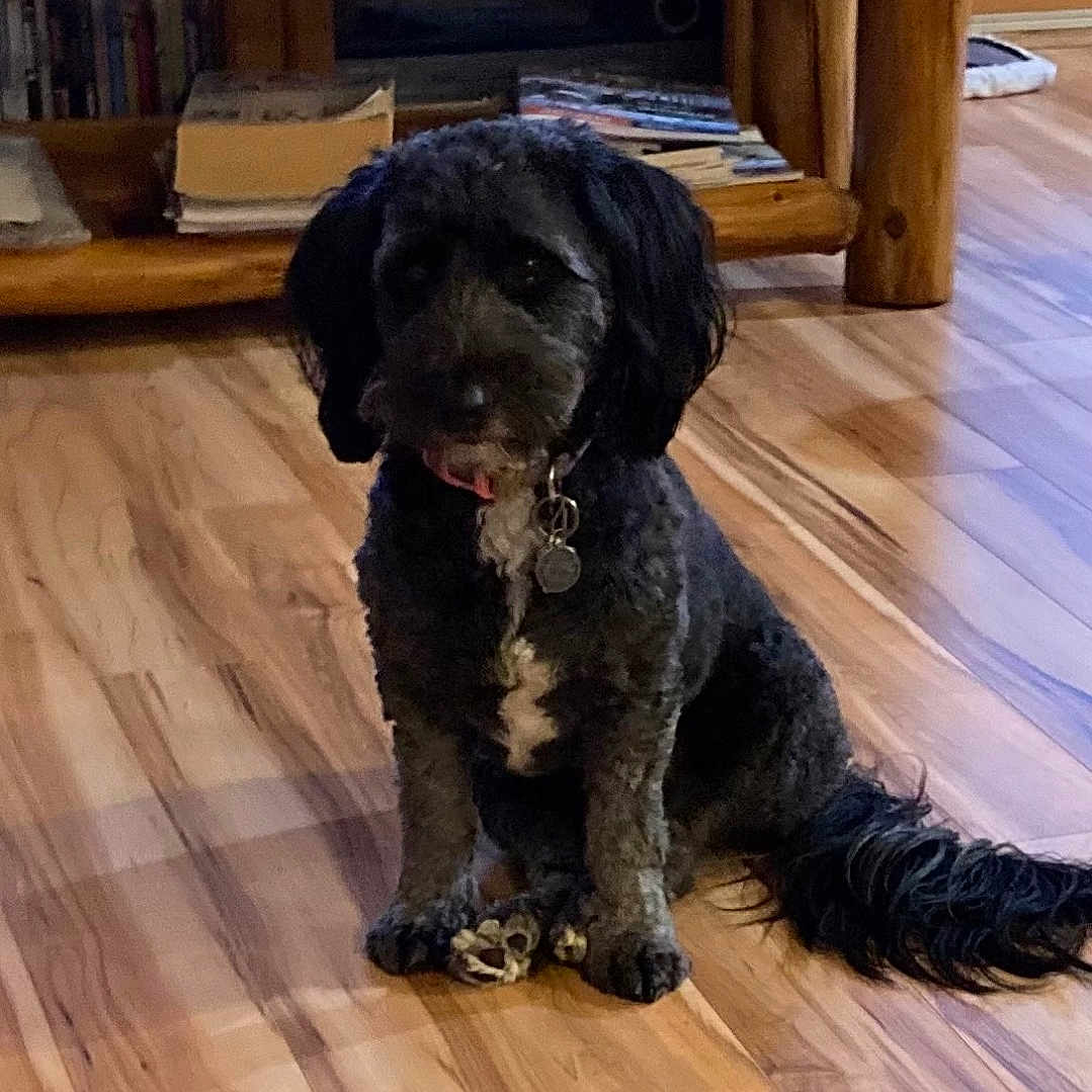 Angel joined the competition — help win amazing prizes! animal, black_dog, books, collar, cozy, curly_fur, dog, flooring, furniture, home, indoor, living_room, pet, pink_toy, sitting, tag, tail, toy, wooden_floor, wooden_table