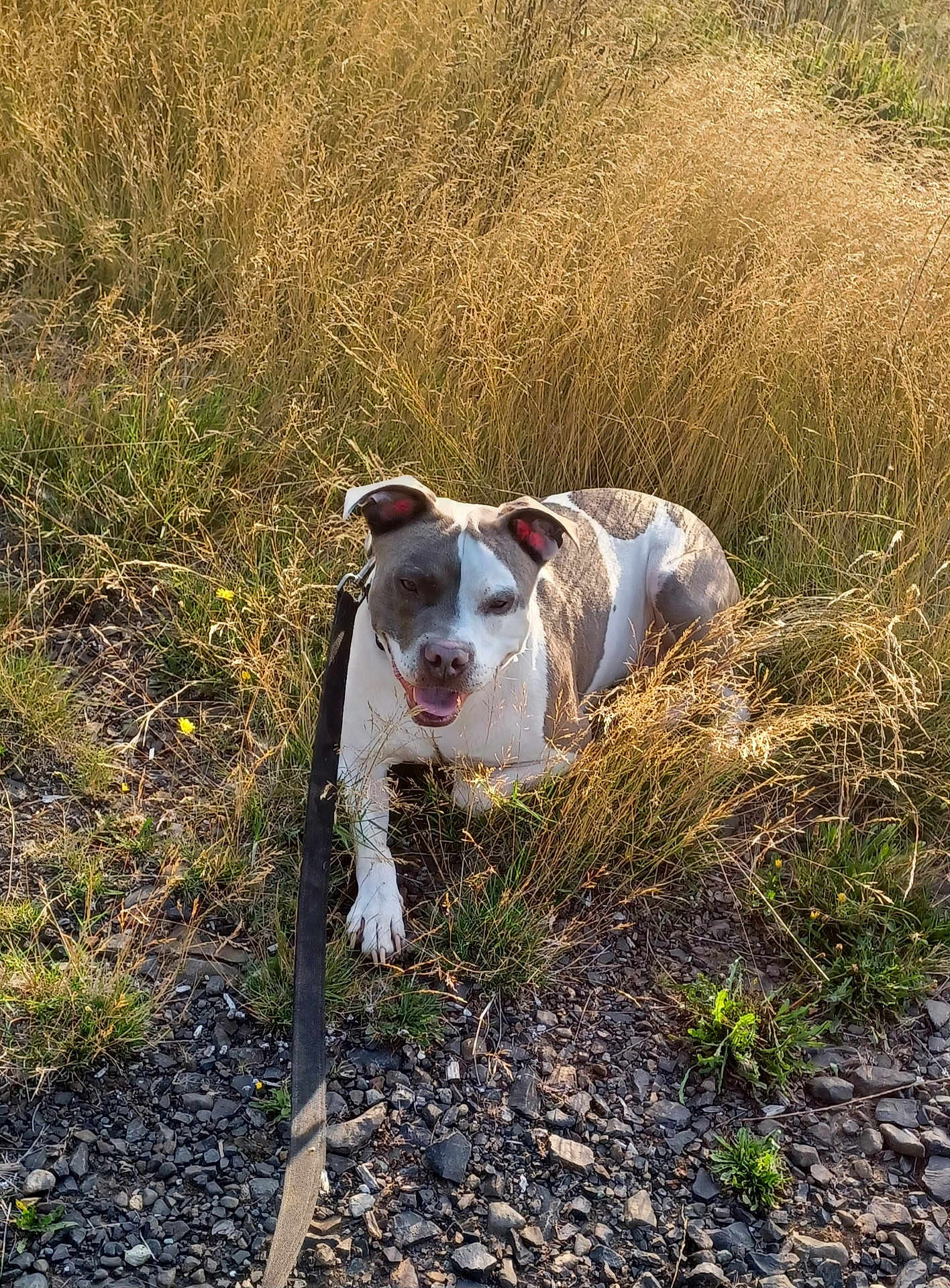 Rebel joined the competition — help win amazing prizes! animal, canine, daylight, dog, ears, field, grass, happy, leash, muzzle, nature, outdoor, pet, playful, portrait, resting, rock, summer, sunlight, walking