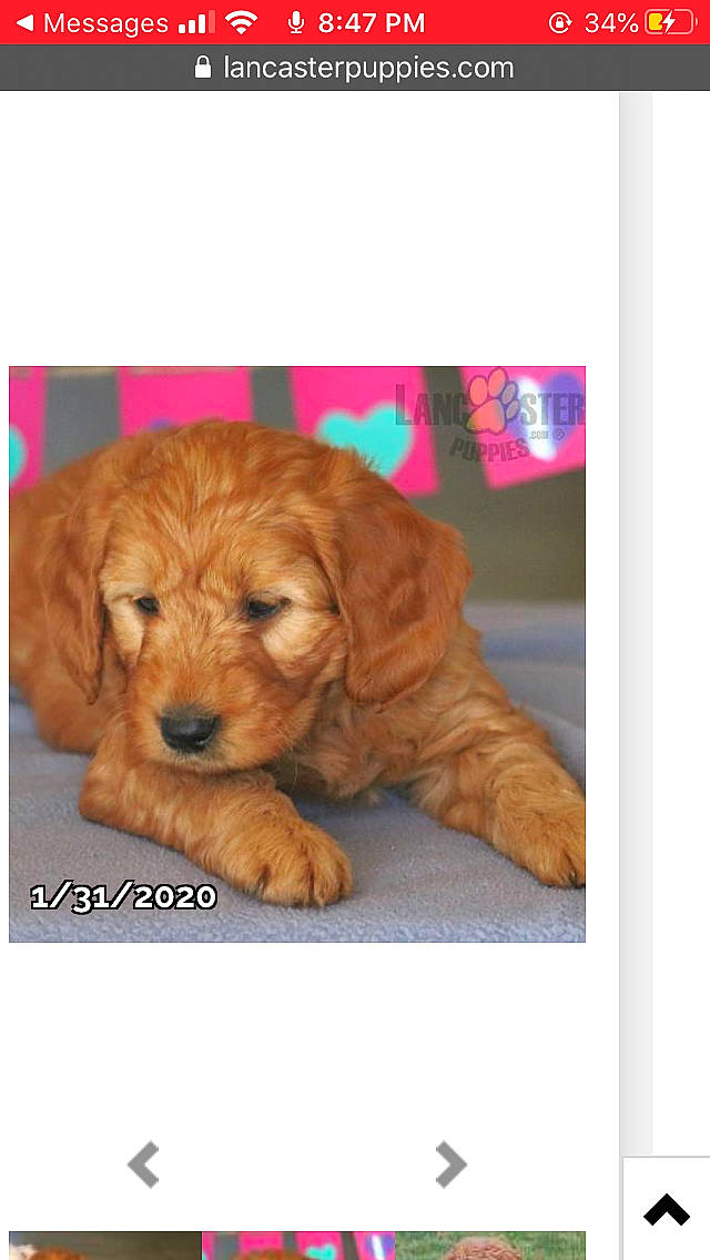 Clover is registered to the contest to win money with this photo: basset_fauve_de_bretagne, canidae, carnivore, cavapoo, cockapoo, cocker_spaniel, companion_dog, dog, dog_breed, golden_retriever, goldendoodle, labradoodle, mammal, poodle, puppy, spaniel, sporting_group, toy_poodle, vertebrate