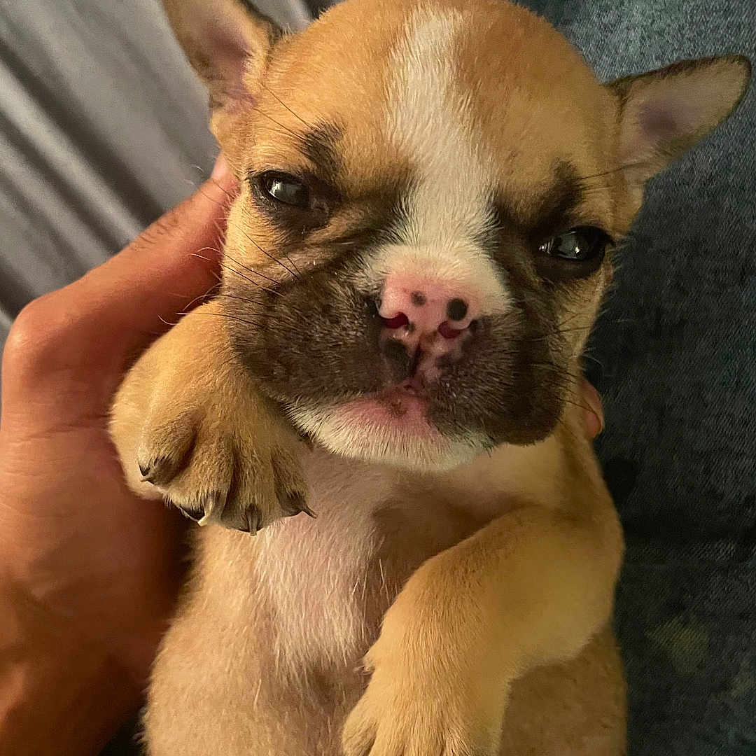 Beretta joined the competition — help win amazing prizes! animal, bodypart, boxer, bulldog, canine, chihuahua, dog, finger, frenchbulldog, hand, hound, person, pet, pitbull, puppy, sleeping, snout