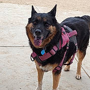 Sadie Mae joined the competition — help win amazing prizes! dog, canine, pet, animal, outdoor, harness, black_and_tan, tongue_out, standing, ears_up, happy, pavement, grass, daylight, muzzle, four_legs, collar, tag, fur, alert