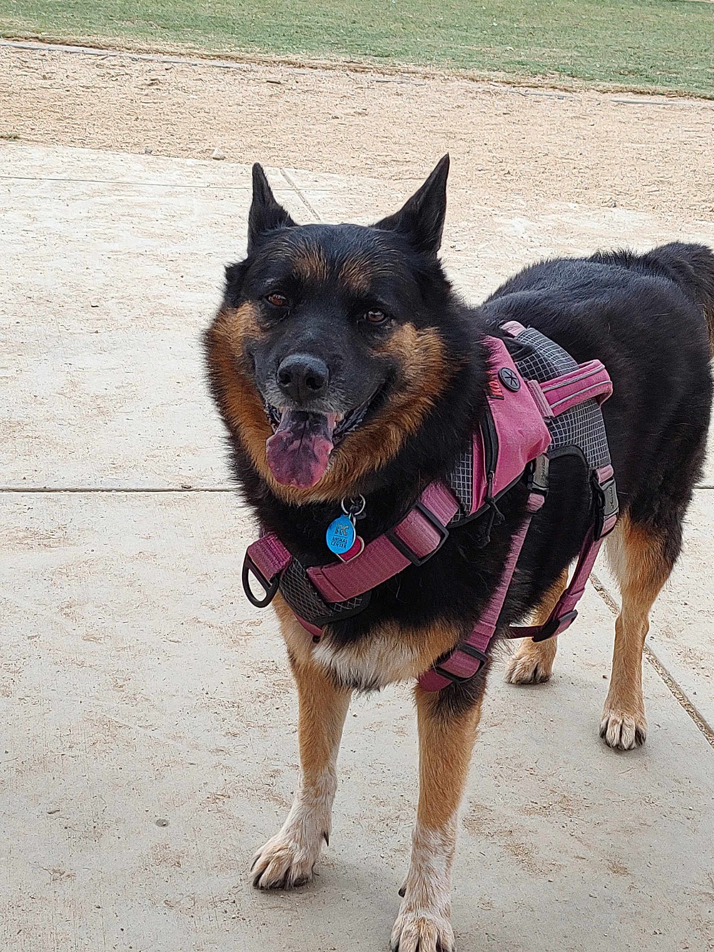 Sadie Mae joined the competition — help win amazing prizes! dog, canine, pet, animal, outdoor, harness, black_and_tan, tongue_out, standing, ears_up, happy, pavement, grass, daylight, muzzle, four_legs, collar, tag, fur, alert