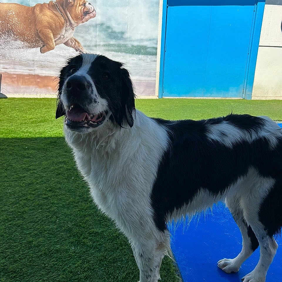 Crystal Ann joined the competition — help win amazing prizes! animal, artificial_grass, background, black_and_white, blue_mat, bulldog, canine, collar, daylight, dog, fur, happy, mural, outdoor, pet, playful, portrait, smiling, standing, water_splash