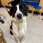 Crystal Ann joined the competition — help win amazing prizes! dog, black_and_white, graduation_cap, sitting, indoor, floor, stool, banner, leash, pet, animal, portrait, looking_at_camera, furry, well_mannered, canine, tile_floor, close_up, training, obedient