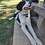 dog, black_and_white_dog, white_dog, grass, park, bench, picnic_table, person, concrete, outdoor, sunlight, happy_dog, tongue_out, pet, collar, leisure, nature, animal, smiling, resting