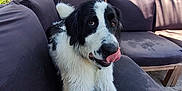 Crystal Ann is registered to the contest to win money with this photo: dog, black_and_white, outdoor, couch, pet, tongue, fur, garden, plants, relaxing, backyard, sunlight, tongue_out, canine, animal, nature, furniture, seat, leisure, tongue_lick