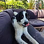 dog, black_and_white, outdoor, couch, pet, tongue, fur, garden, plants, relaxing, backyard, sunlight, tongue_out, canine, animal, nature, furniture, seat, leisure, tongue_lick