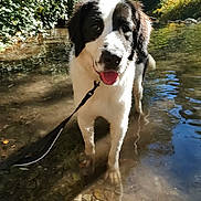 Crystal is registered to the contest to win money with this photo: accessories, animal, canine, creek, dog, jungle, leash, nature, outdoors, pet, plant, pond, puppy, rock, soil, strap, stream, tree, vegetation, water