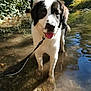 accessories, animal, canine, creek, dog, jungle, leash, nature, outdoors, pet, plant, pond, puppy, rock, soil, strap, stream, tree, vegetation, water