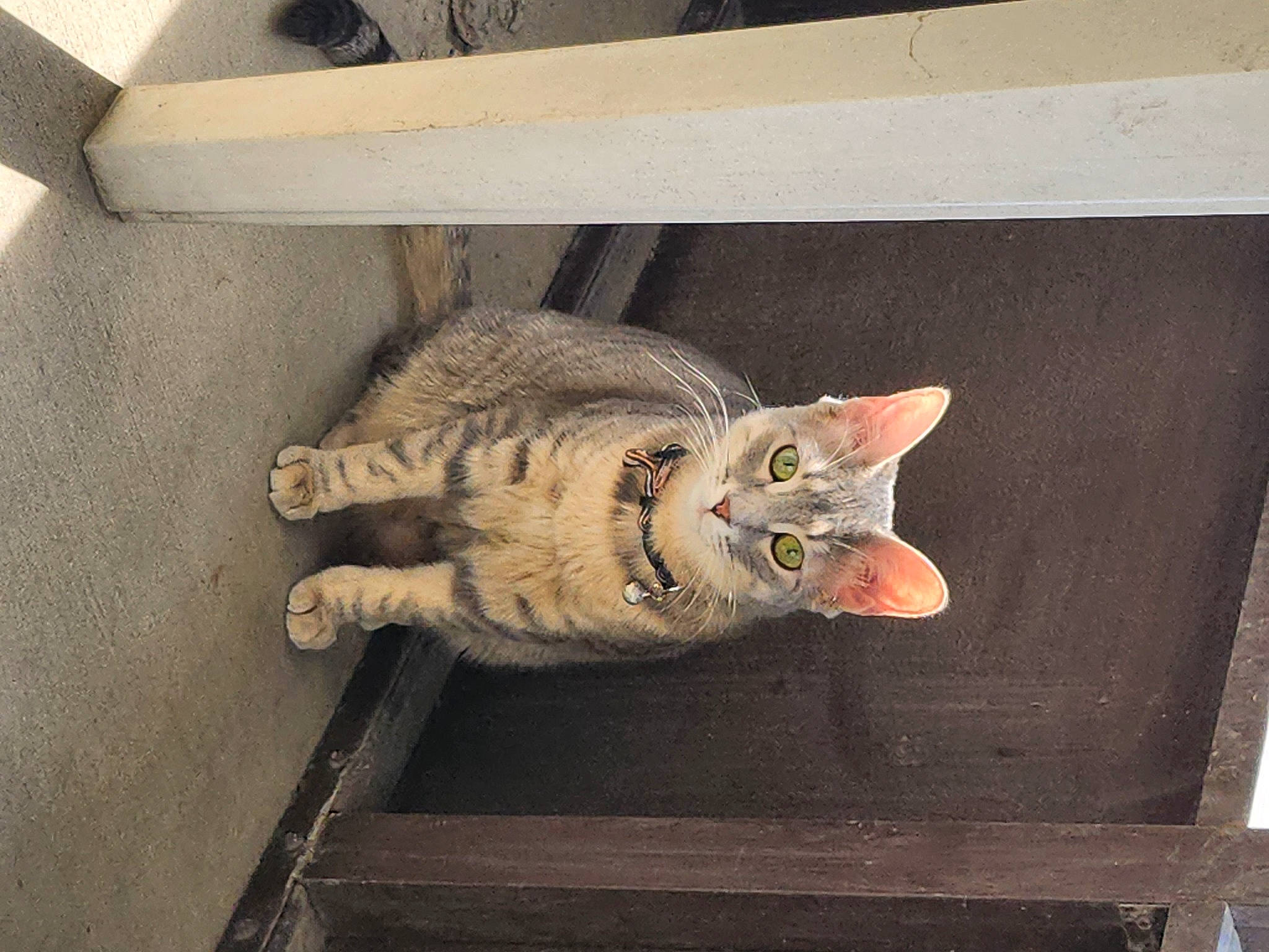 Oakie joined the competition — help win amazing prizes! carnivore, cat, domestic_short_haired_cat, fawn, felidae, flooring, fur, grey, hardwood, paw, rectangle, room, shelf, sitting, small_to_medium_sized_cats, snout, tail, whiskers, window, wood