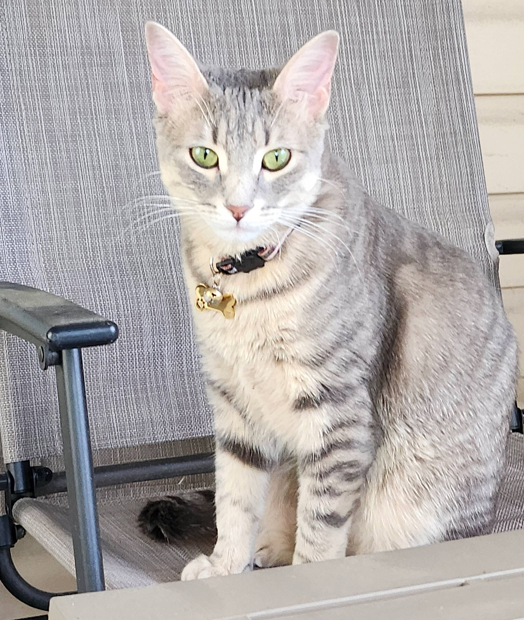 Oakie is registered to the contest to win money with this photo: art, carnivore, cat, curious, domestic_short_haired_cat, felidae, fur, outdoor_furniture, outdoor_table, paw, photo_caption, rectangle, sitting, small_to_medium_sized_cats, snout, table, tail, terrestrial_animal, whiskers, window
