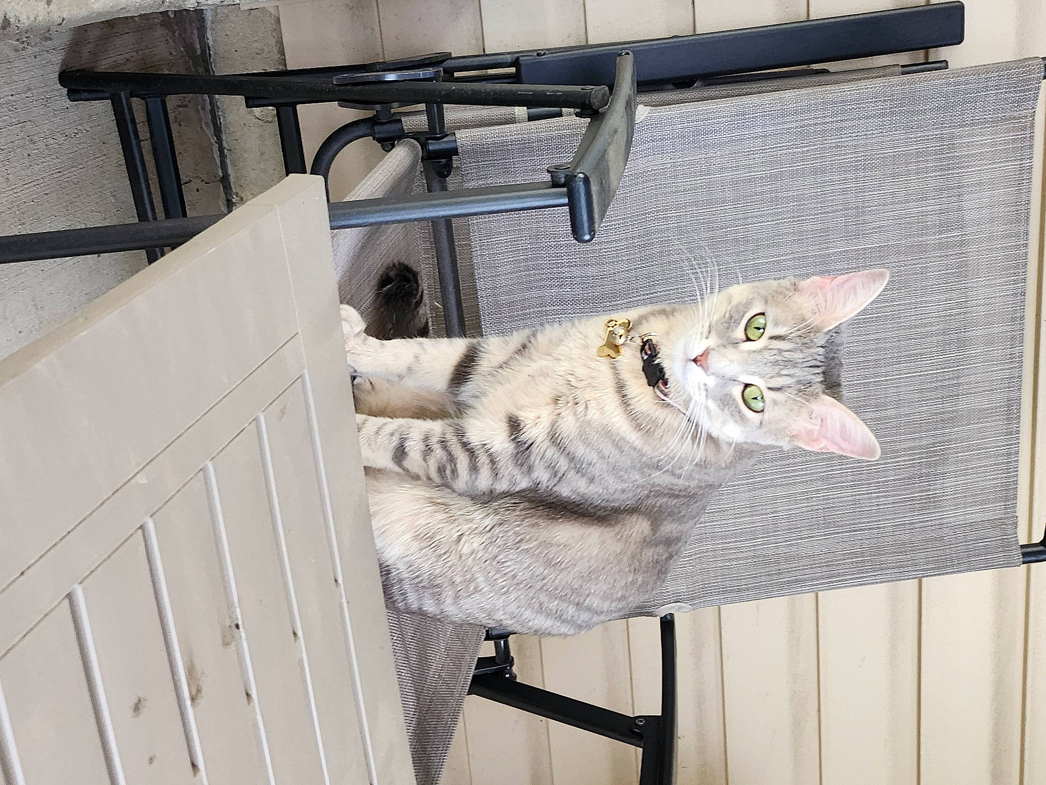 Oakie joined the competition — help win amazing prizes! animal_shelter, carnivore, cat, chair, domestic_short_haired_cat, felidae, fur, grey, handrail, house, metal, paw, room, shelf, small_to_medium_sized_cats, snout, tail, whiskers, window, wood