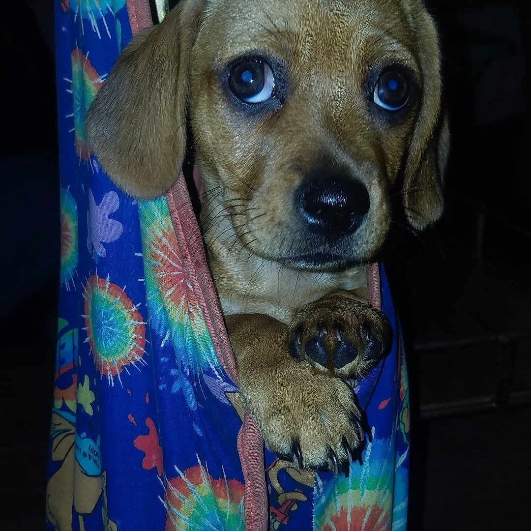 Piggy Ann is registered to the contest to win money with this photo: accessories, animal, bag, beagle, blanket, canine, chihuahua, clothing, curtain, dog, furniture, hammock, handbag, hat, hound, labradorretriever, leash, pet, puppy, strap