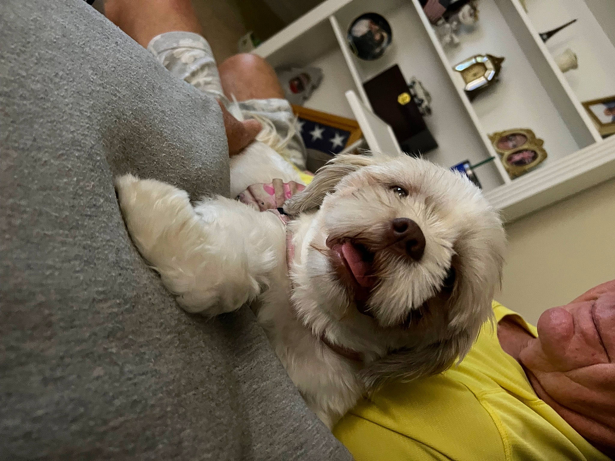 Lady Gaga is registered to the contest to win money with this photo: canidae, carnivore, cockapoo, comfort, companion_dog, dog, dog_breed, felidae, fur, labradoodle, old_english_sheepdog, poodle_crossbreed, puppy, puppy_love, shih_poo, small_terrier, sporting_group, terrier, toy_dog, whiskers