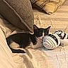 Chouquette a rejoint le concours — aidez-le/la à gagner de superbes lots ! cat, black_and_white, sleeping, plush_toy, couch, pillows, beige, striped, indoor, cozy, pet, resting, cute, soft_toy, fabric, relaxing, home, animal, nap, comfort