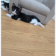Chouquette participe au concours pour gagner de l'argent avec cette photo : kitten, cat, black_and_white, floor, wooden_floor, armchair, furniture, indoor, pets, animal, lying_down, cute, young, curious, relaxing, two_cats, domestic_cat, whiskers, ears, playful