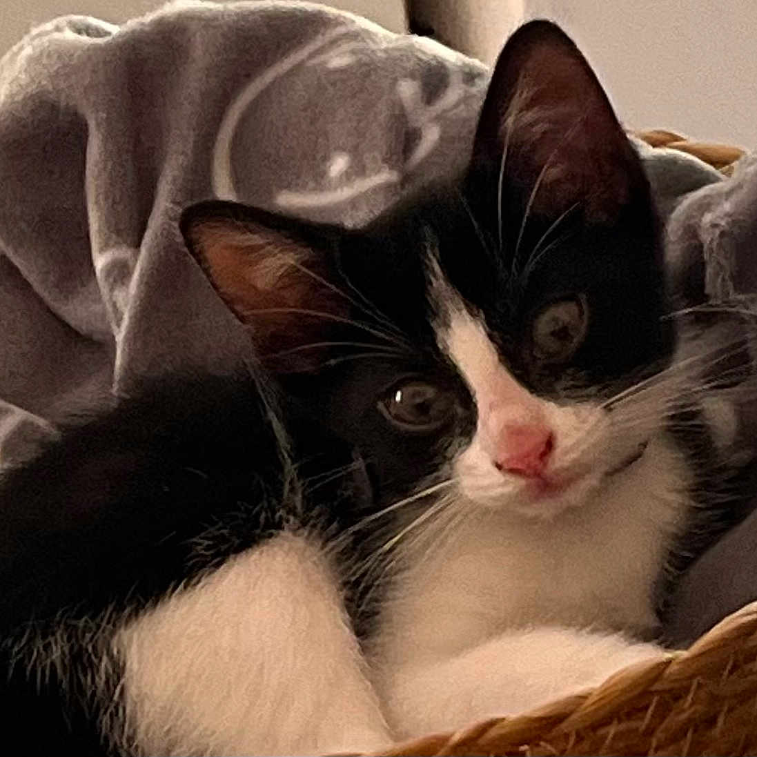 Chouquette a rejoint le concours — aidez-le/la à gagner de superbes lots ! cat, kitten, black_and_white, pet, animal, whiskers, ears, nose, blanket, basket, cozy, indoor, cute, fur, resting, closeup, portrait, young, feline, domestic
