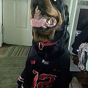 Grizzly joined the competition — help win amazing prizes! animal, black_jersey, canine, carpet, clothes, collar, dog, domestic, door, floor, furniture, happy, home, indoor, looking_up, pet, pet_clothing, rottweiler, tile_floor, tongue_out