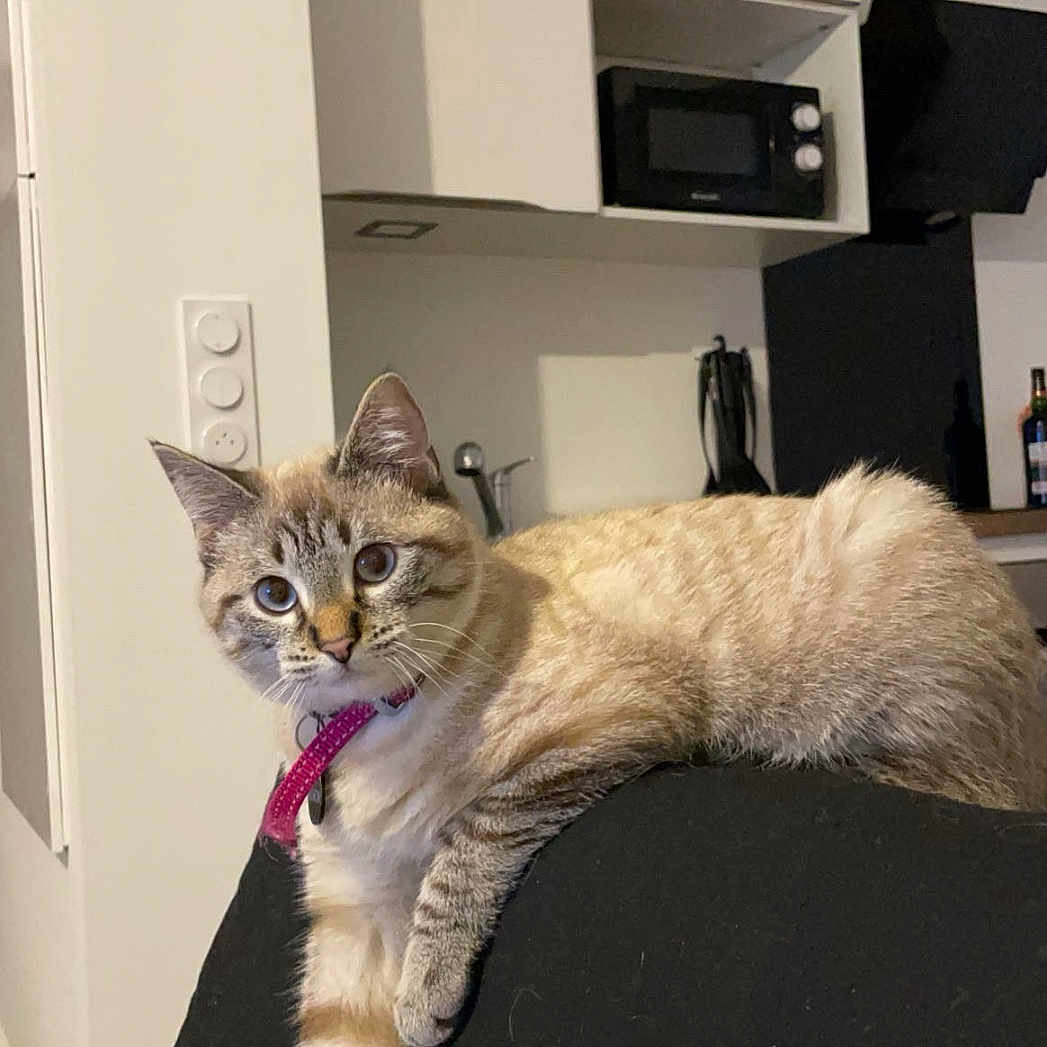 Plume participe au concours pour gagner de l'argent avec cette photo : animal, appliance, architecture, building, cat, couch, device, electricaldevice, electronics, furniture, indoors, interiordesign, kitten, livingroom, microwave, oven, pet, plant, room, screen