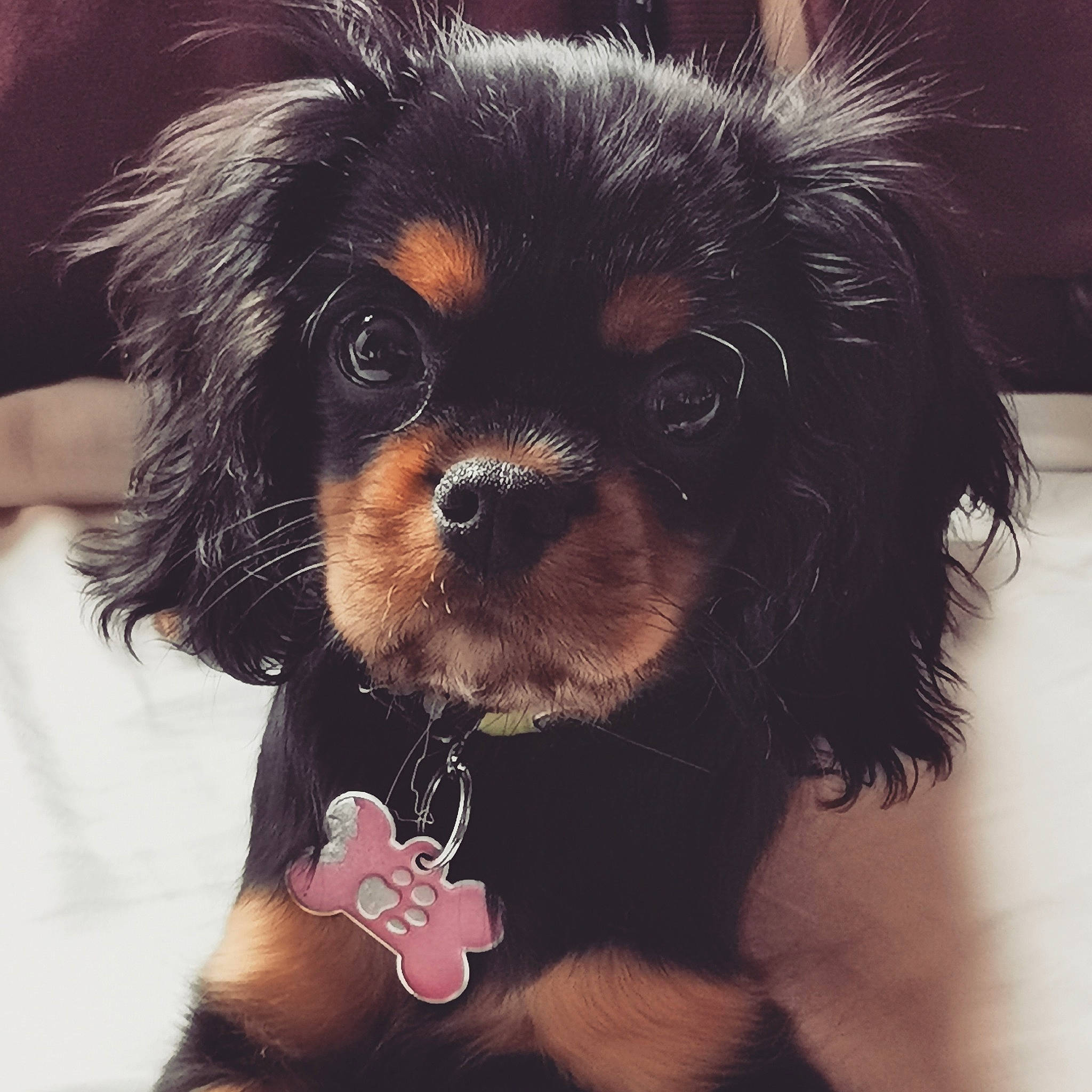 Peach a rejoint le concours — aidez-le/la à gagner de superbes lots ! canidae, carnivore, cavalier_king_charles_spaniel, companion_dog, dog, dog_breed, ear, fur, king_charles_spaniel, love, maltepoo, mammal, puppy, puppy_love, spaniel, sporting_group, toy_dog