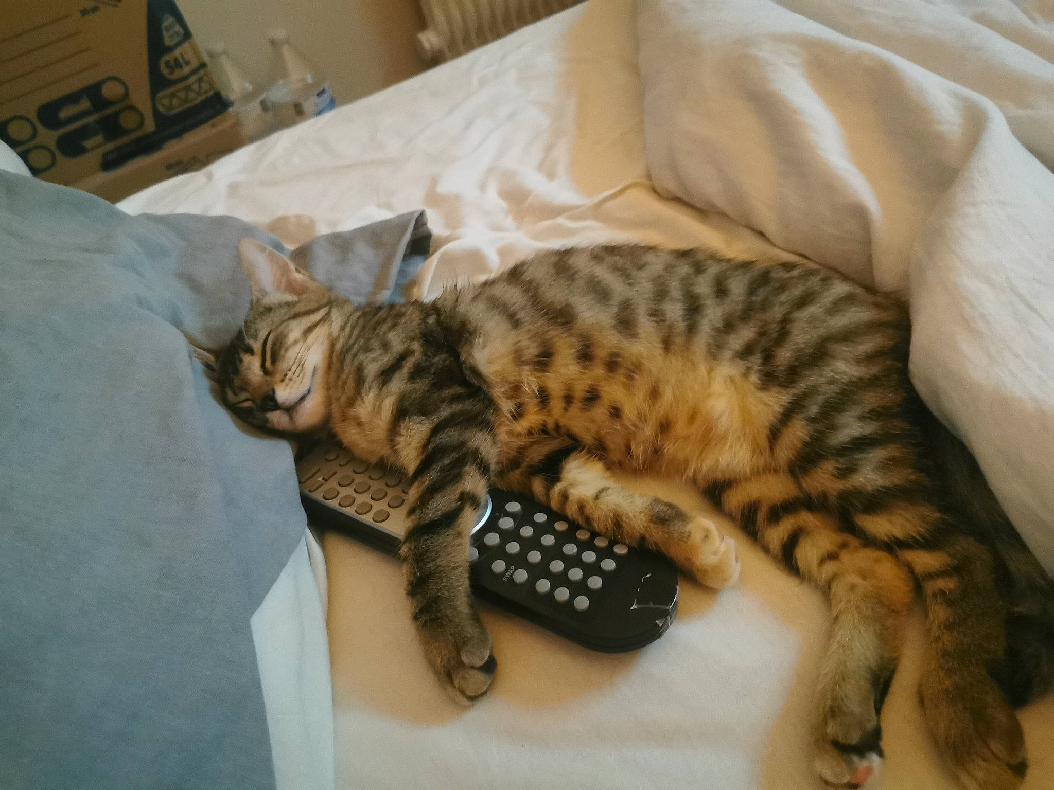 Shiro a rejoint le concours — aidez-le/la à gagner de superbes lots ! bed, carnivore, cat, claw, comfort, domestic_short_haired_cat, felidae, fur, mammal, nap, paw, room, sitting, small_to_medium_sized_cats, snout, tail, terrestrial_animal, whiskers