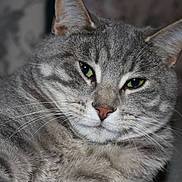 Tuna joined the competition — help win amazing prizes! animal, cat, close_up, cute, domestic_cat, ears, face, feline, fur, green_eyes, grey_fur, indoor, looking, muzzle, pet, portrait, relaxed, tabby, whiskers