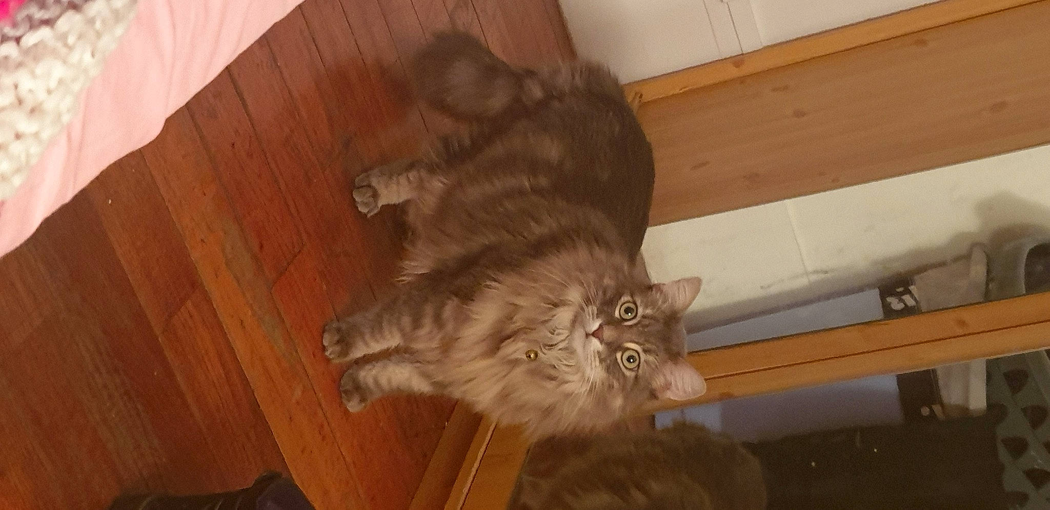 Minouche a rejoint le concours — aidez-le/la à gagner de superbes lots ! carnivore, cat, claw, comfort, domestic_short_haired_cat, fawn, felidae, flooring, fur, hardwood, human_leg, small_to_medium_sized_cats, snout, tail, terrestrial_animal, varnish, whiskers, wood, wood_flooring, wood_stain