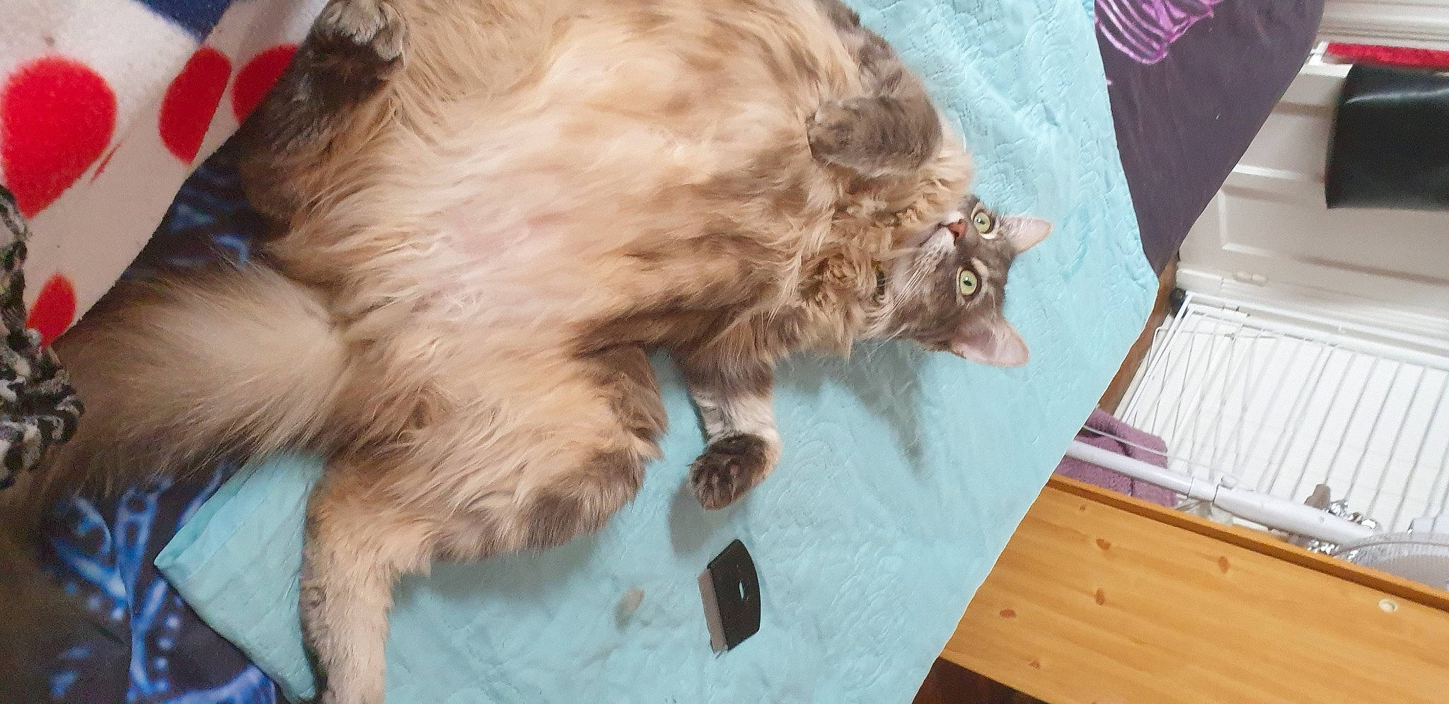 Minouche a rejoint le concours — aidez-le/la à gagner de superbes lots ! carnivore, cat, claw, fawn, felidae, flag, fur, liver, small_to_medium_sized_cats, snout, terrestrial_animal, varnish, whiskers, wood_stain