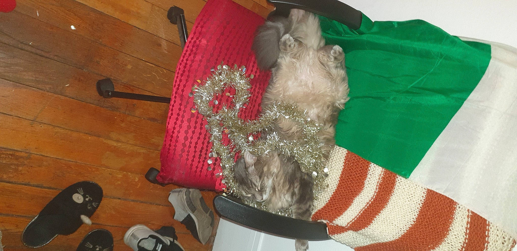 Minouche a rejoint le concours — aidez-le/la à gagner de superbes lots ! christmas, costume, costume_accessory, costume_hat, fictional_character, fur, stuffed_toy, toy, wood_stain, wool, working_animal