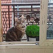 Minouche participe au concours pour gagner de l'argent avec cette photo : aegean_cat, asian, carnivore, cat, domestic_short_haired_cat, dragon_li, european_shorthair, fawn, felidae, ocicat, polydactyl_cat, small_to_medium_sized_cats, tabby_cat, whiskers, window